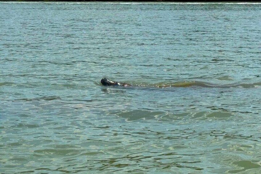 Big Hickory Island Self Guided kayak Eco Experience