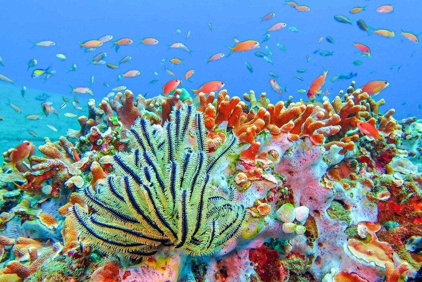 Picture 3 for Activity Bali: Padangbai Blue Lagoon Snorkeling Day Trip