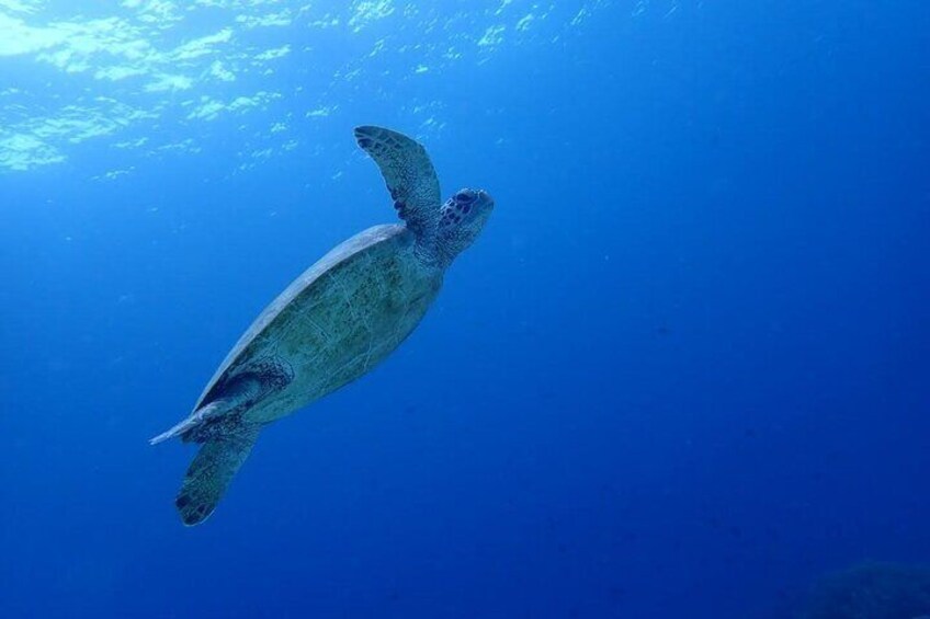 Moalboal Sardine Run, Sea Turtle and Mantayupan Falls