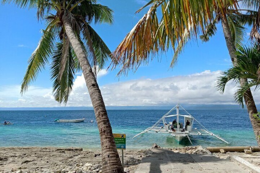 Moalboal Sardine Run, Sea Turtle and Mantayupan Waterfalls