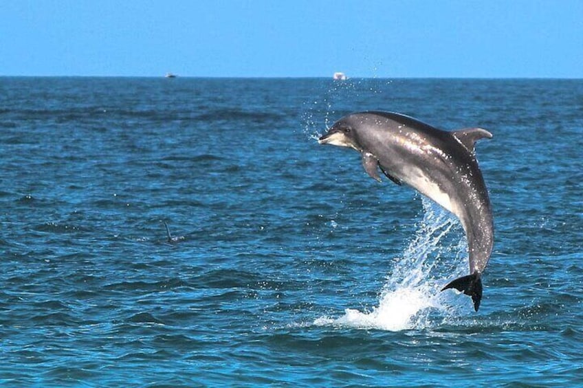 2 Hour Sunset Dolphin Watching Shared Tour