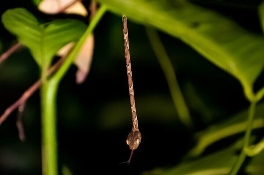 Caribbean Moonlight Hike