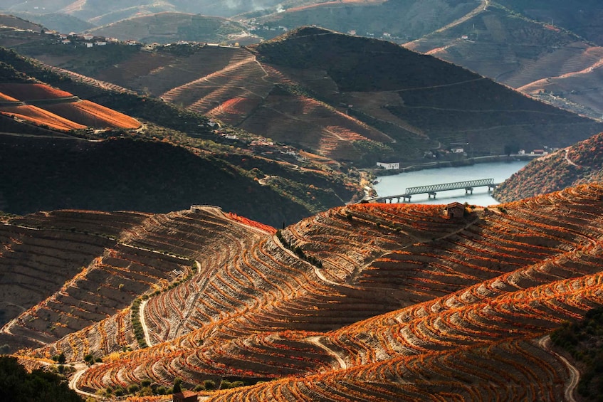 Picture 25 for Activity From Porto: Douro Valley w/ Boat Tour, Wine Tasting & Lunch