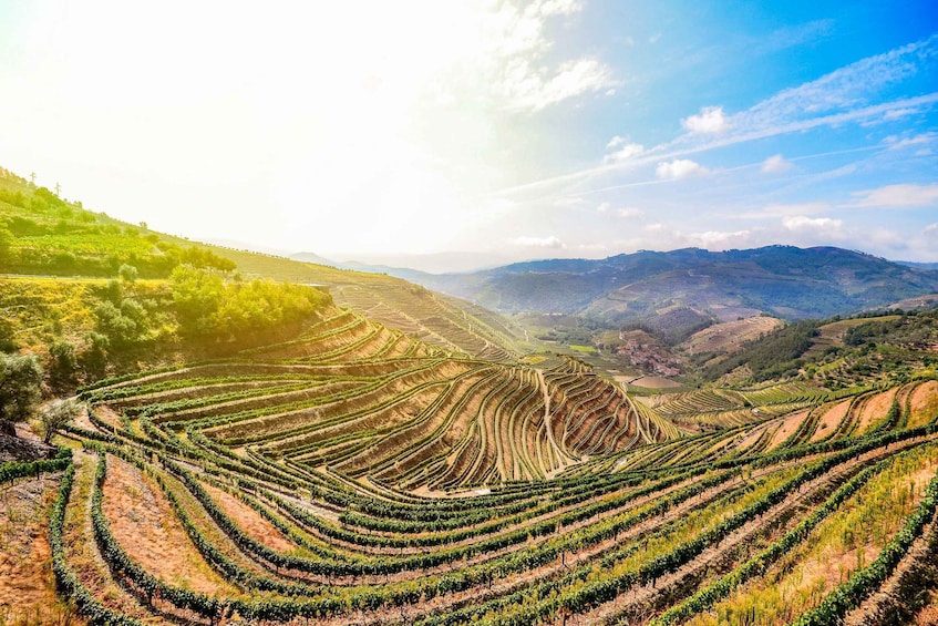 Picture 20 for Activity From Porto: Douro Valley w/ Boat Tour, Wine Tasting & Lunch