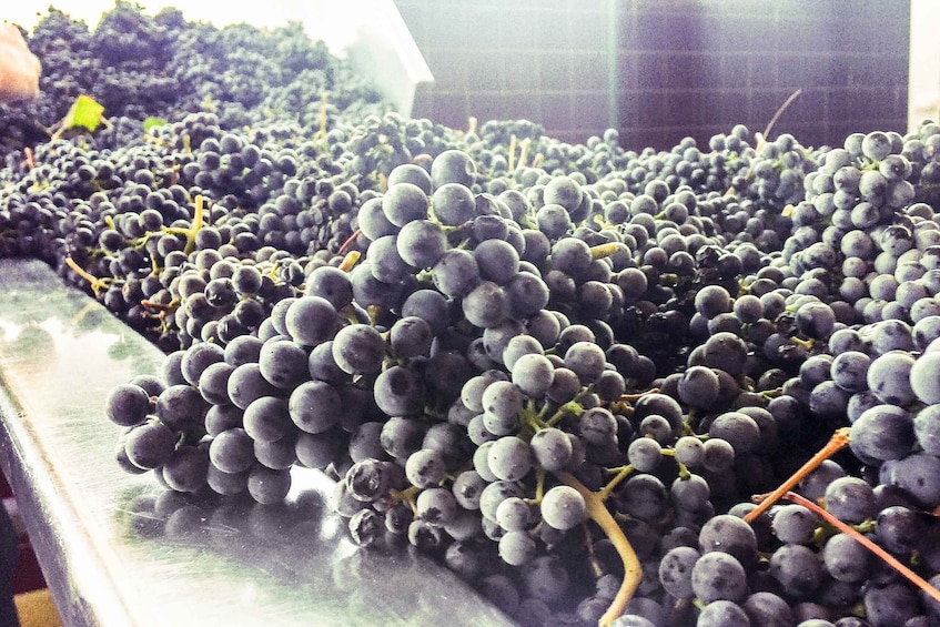 Picture 26 for Activity From Porto: Douro Valley w/ Boat Tour, Wine Tasting & Lunch