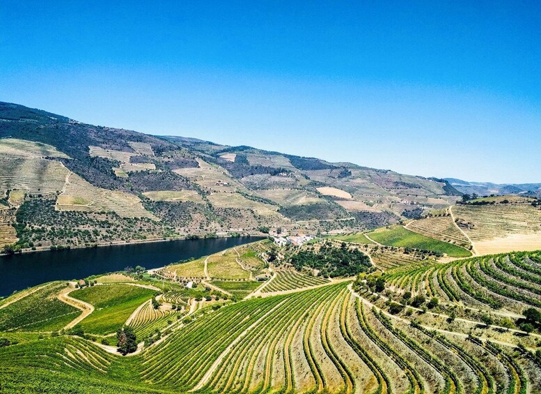 Picture 28 for Activity From Porto: Douro Valley w/ Boat Tour, Wine Tasting & Lunch