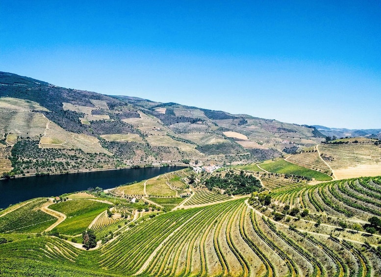 Picture 28 for Activity From Porto: Douro Valley w/ Boat Tour, Wine Tasting & Lunch