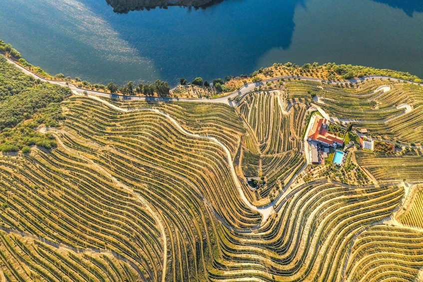 Picture 15 for Activity From Porto: Douro Valley w/ Boat Tour, Wine Tasting & Lunch