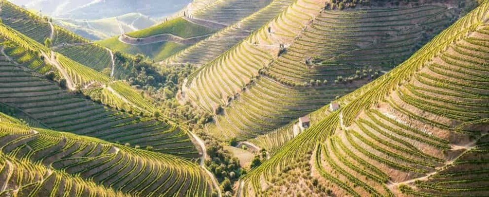 Picture 1 for Activity From Porto: Douro Valley w/ Boat Tour, Wine Tasting & Lunch