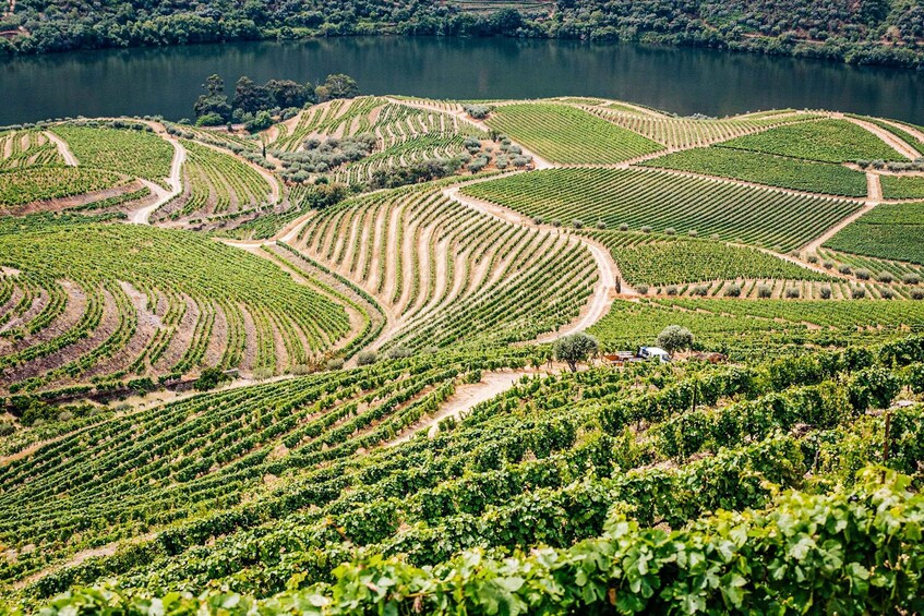 Picture 33 for Activity From Porto: Douro Valley w/ Boat Tour, Wine Tasting & Lunch