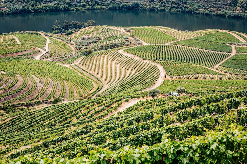 Picture 33 for Activity From Porto: Douro Valley w/ Boat Tour, Wine Tasting & Lunch