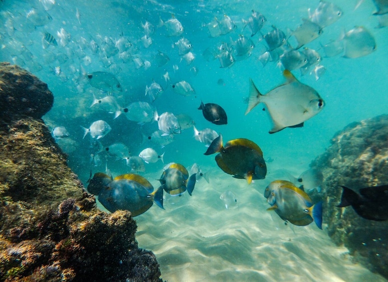 Picture 4 for Activity From St Lucia: Cape Vidal Full-Day Snorkeling Safari