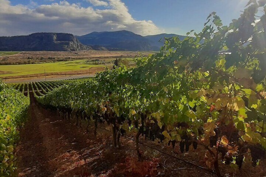 Full-Day Private Oliver & Osoyoos Wine Tour from Kelowna
