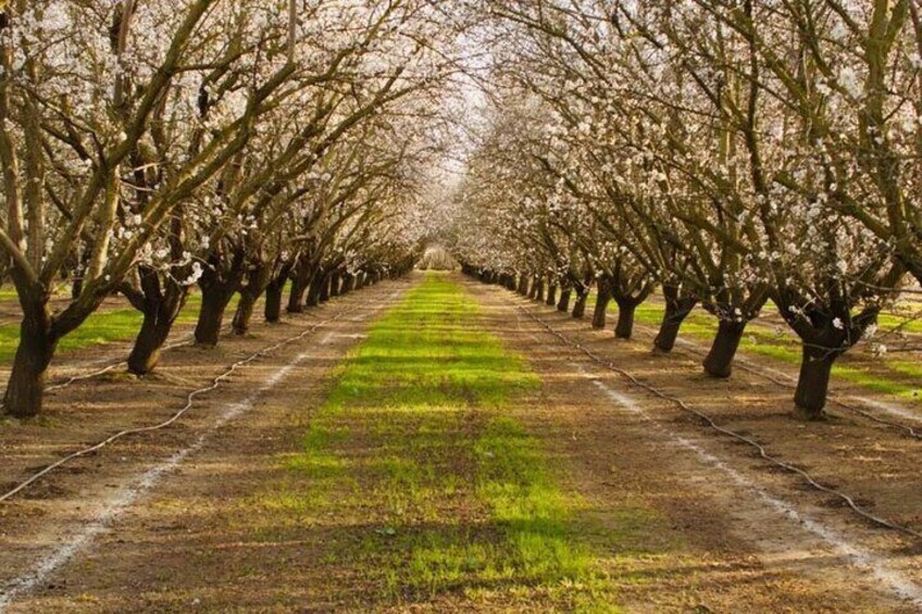 Rodin Farms