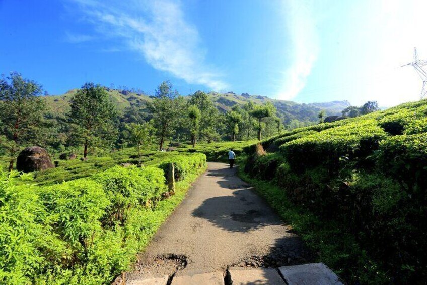 12 Hours Private Munnar Tour from Kochi