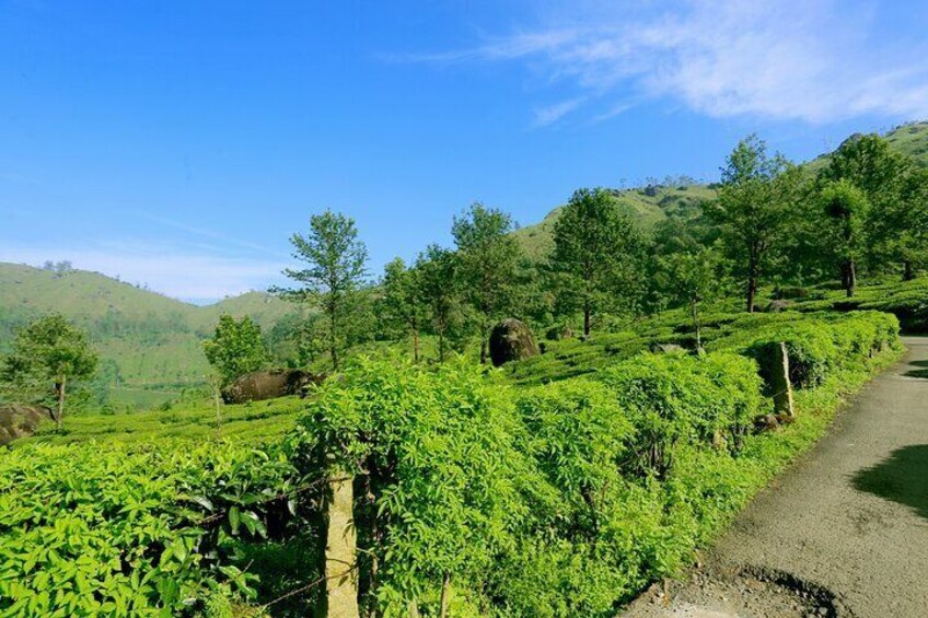 12 Hours Private Munnar Tour from Kochi