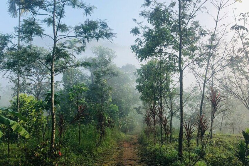 12 Hours Private Munnar Tour from Kochi