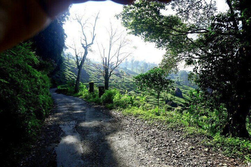 munnar vegetation 