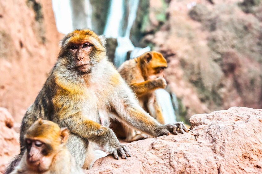 Picture 4 for Activity From Marrakech: Ouzoud Waterfalls Guided Tour & Boat Ride