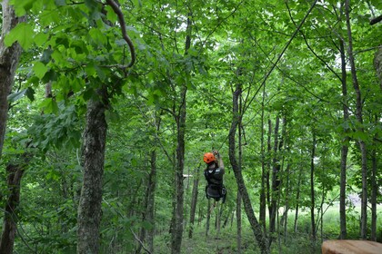 Lexington: Fully Guided Zipline Canopy Tour