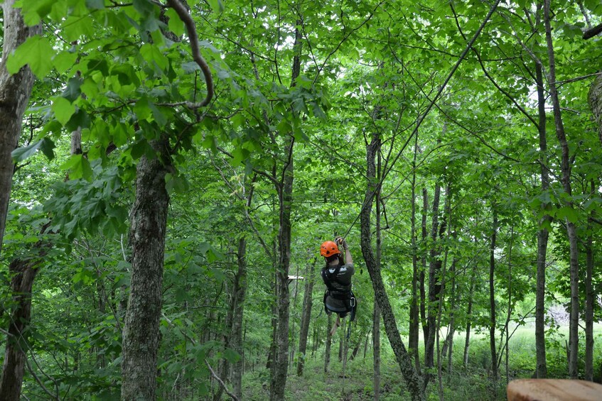 Lexington: Fully Guided Zipline Canopy Tour