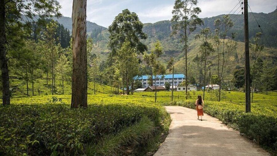 Tea Factory & Tea Plantation