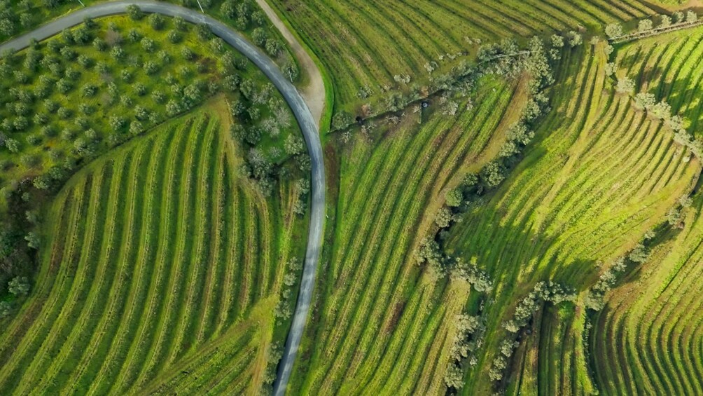 Small-group Douro Valley Wine Tour with 2 Tastings, Lunch and River Cruise