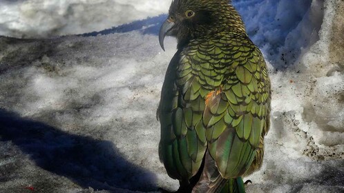 Von Queenstown aus: Mount Cook Kleingruppenabenteuer