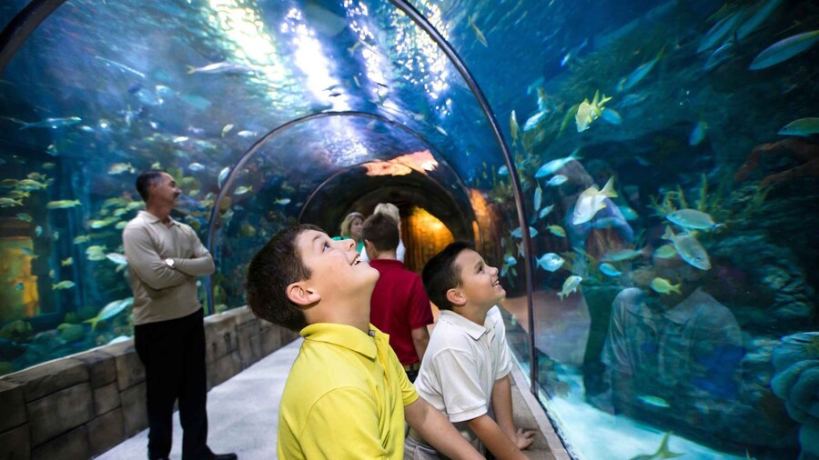 Picture 4 for Activity New Orleans: Audubon Aquarium & Insectarium Ticket