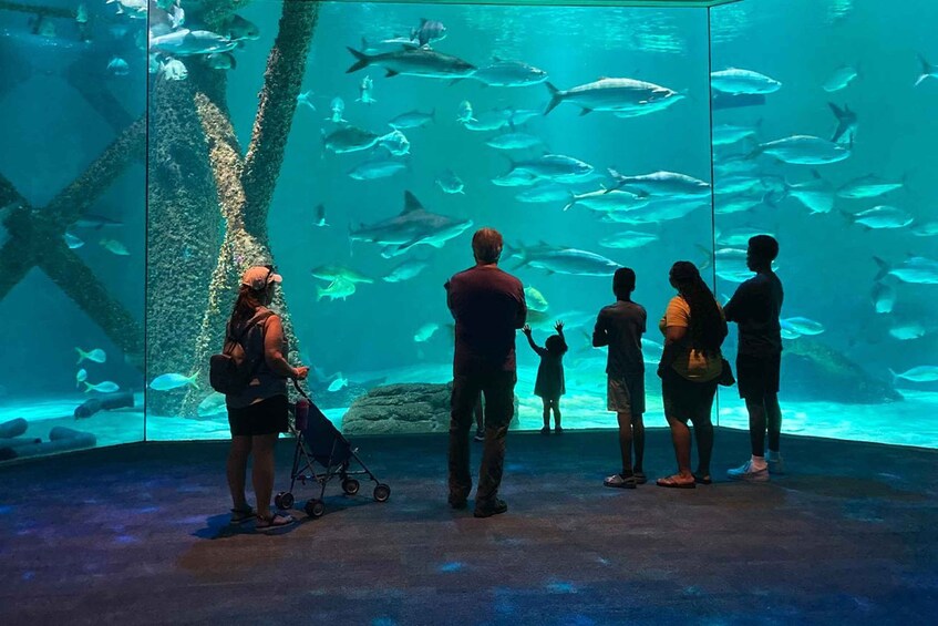 Picture 9 for Activity New Orleans: Audubon Aquarium & Insectarium Ticket