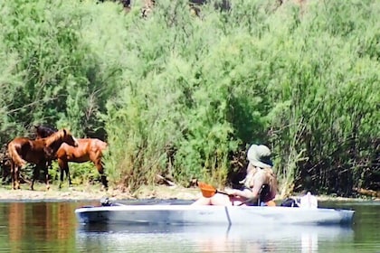 Wild Horse Sighting Kayak Adventure