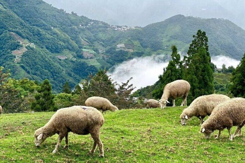 Sun Moon Lake and Qingjing Shared Day Tour Taiwan