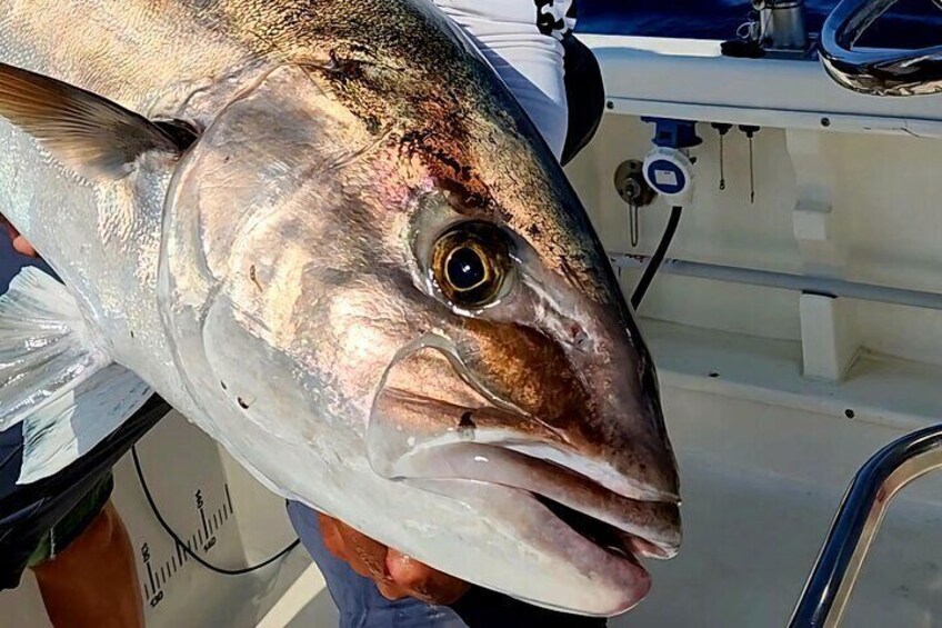 Amberjack