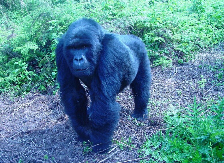 Picture 1 for Activity Kigali: 3-Day Trip with Gorilla Trek in Uganda