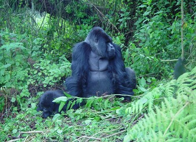 Kigali: viaje de 3 días con Gorilla Trek en Uganda