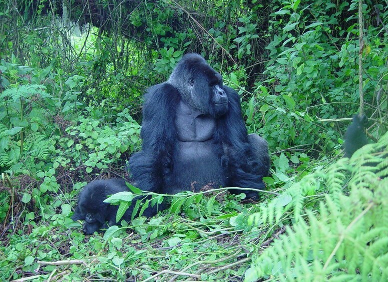 Kigali: 3-Day Trip with Gorilla Trek in Uganda