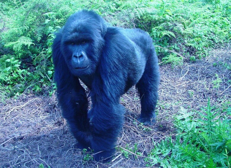 Picture 1 for Activity Kigali: 3-Day Trip with Gorilla Trek in Uganda