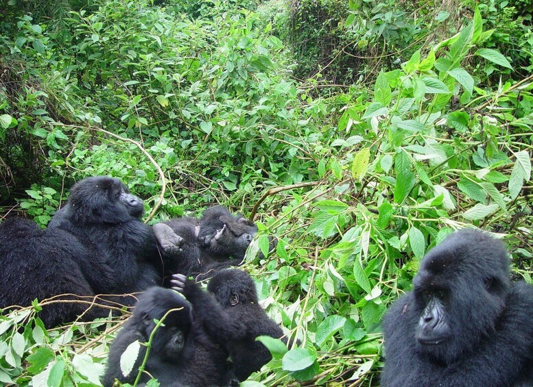 Picture 3 for Activity Kigali: 3-Day Trip with Gorilla Trek in Uganda