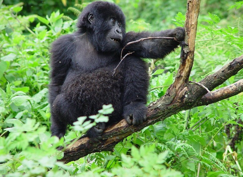 Picture 2 for Activity Kigali: 3-Day Trip with Gorilla Trek in Uganda