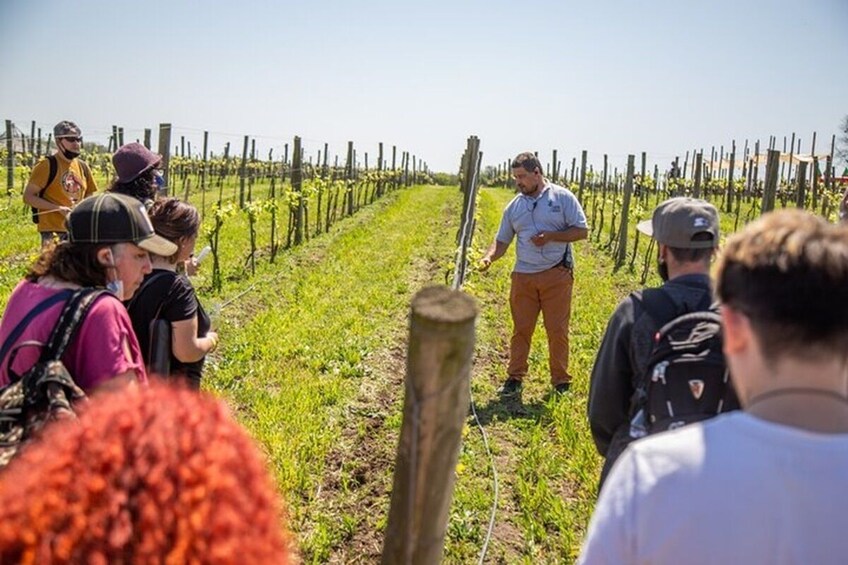 Small-Group Wine Tasting Tour with Lunch at Bodega Gamboa