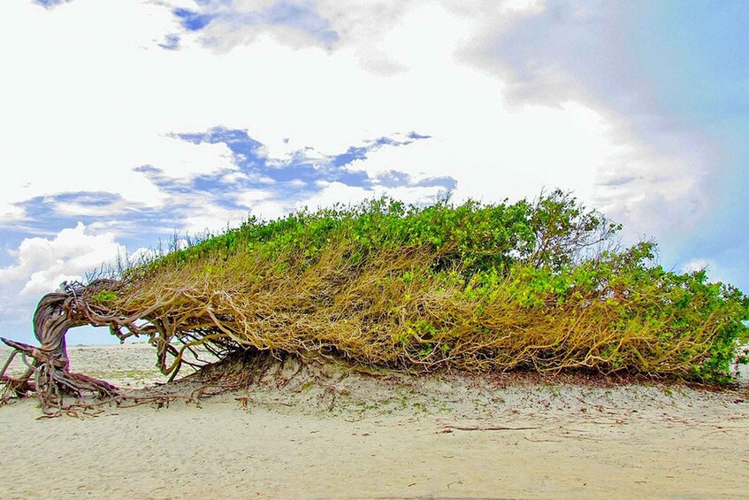 Picture 3 for Activity From Jericoacoara: Preá Beach and Paradise Lagoon Tour