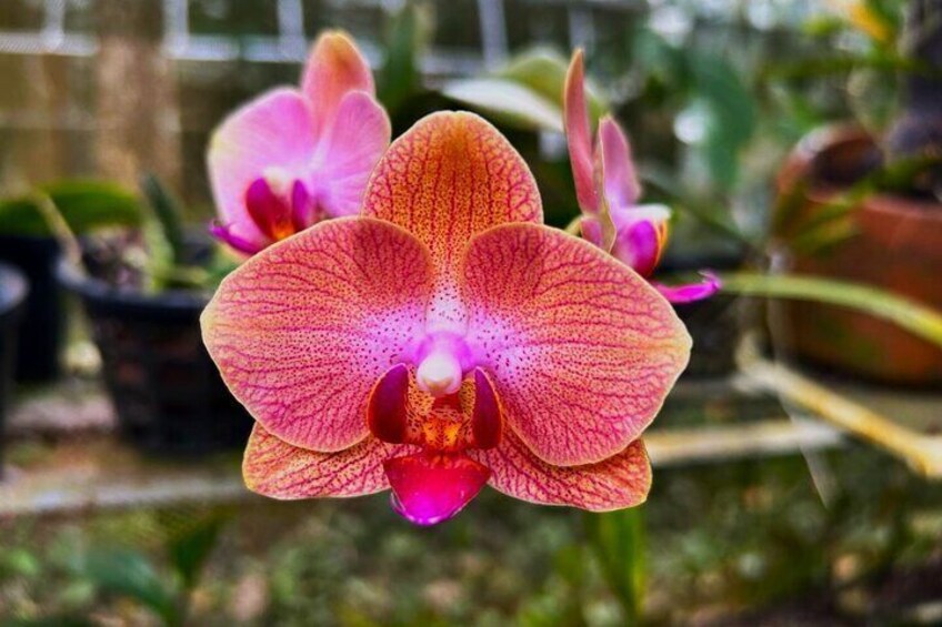 Unique orchids