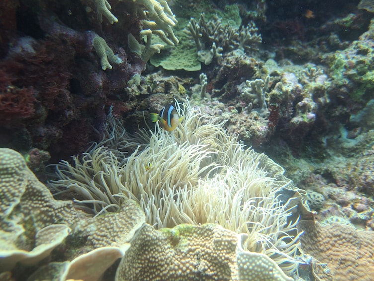Kerama Snorkeling or Diving Experience (3 immersion points) 