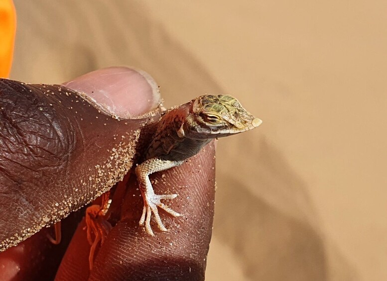 Picture 3 for Activity Swakopmund: Quad Biking Explorer Tour