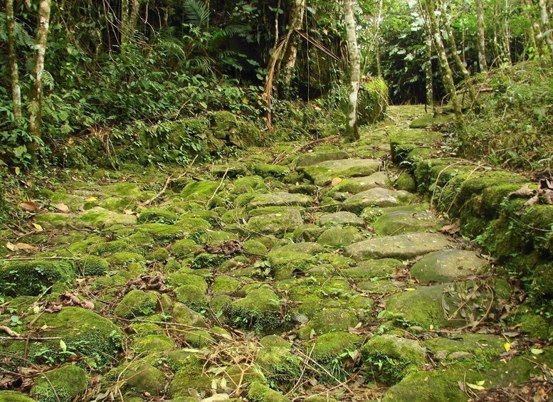 Picture 7 for Activity Paraty: Gold Trail Rainforest Hiking Tour