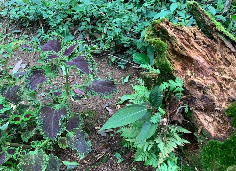 Picture 4 for Activity Paraty: Gold Trail Rainforest Hiking Tour