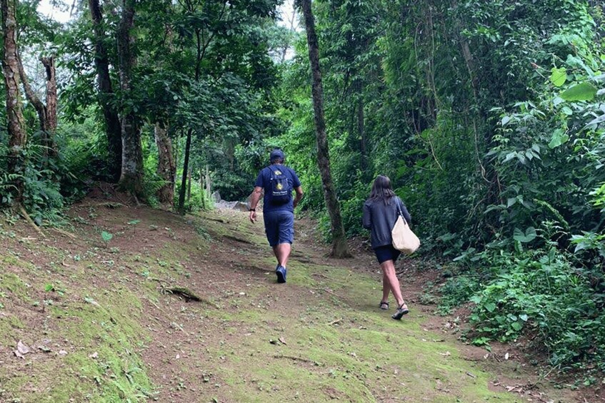 Picture 5 for Activity Paraty: Gold Trail Rainforest Hiking Tour