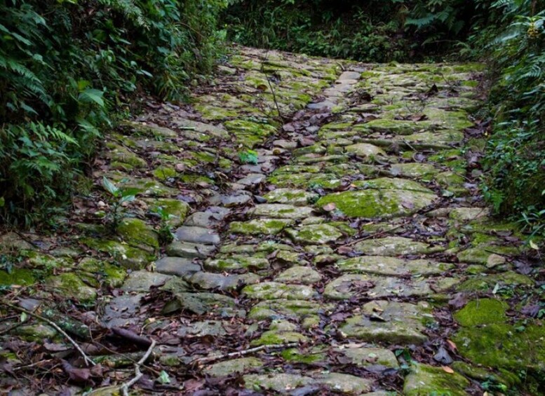 Picture 13 for Activity Paraty: Gold Trail Rainforest Hiking Tour