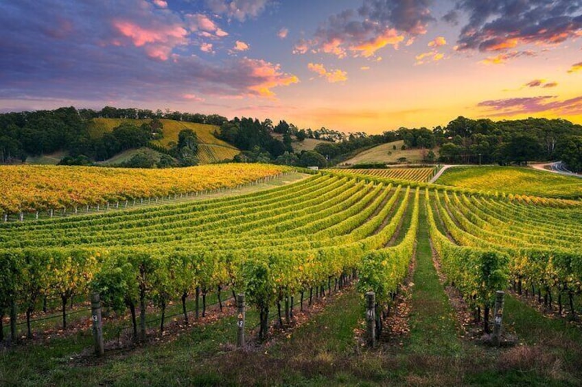 Full-Day Private Barossa Valley Wine Tour from Angaston