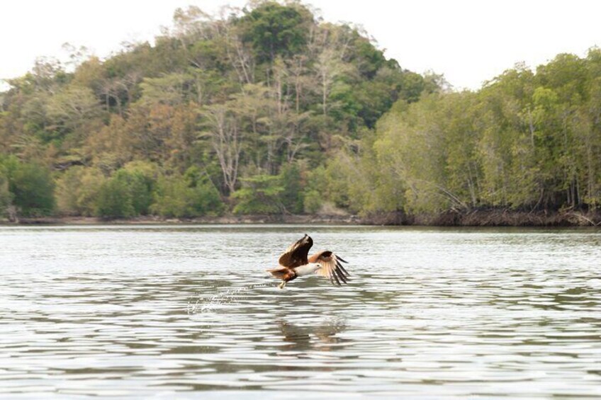  3 Hours Mangrove Boat Tour in Langkawi